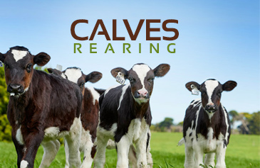 Calves Rearing