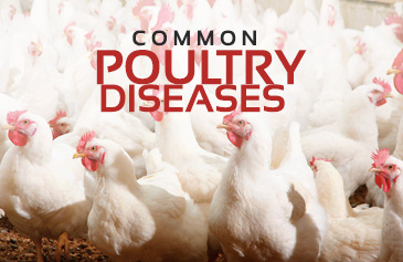 Common Poultry  Diseases