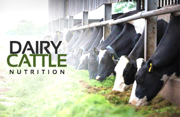 Dairy Cattle Nutrition