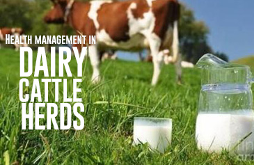 Health management in Dairy Cattle Herds