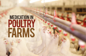 Medication in poultry Farms